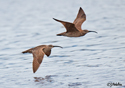 Numenius phaeopus